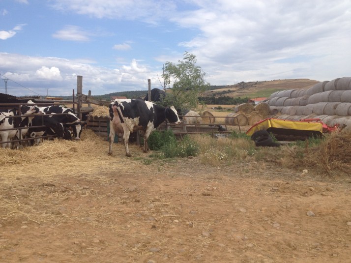Walking through a farm on the road to Astorga